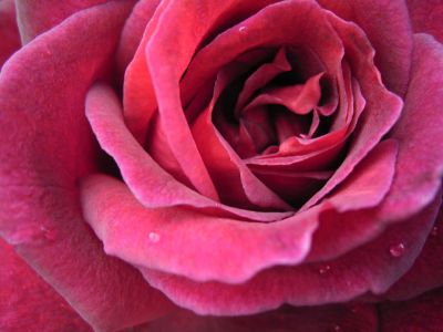 Picture of Rosa Black Velvet