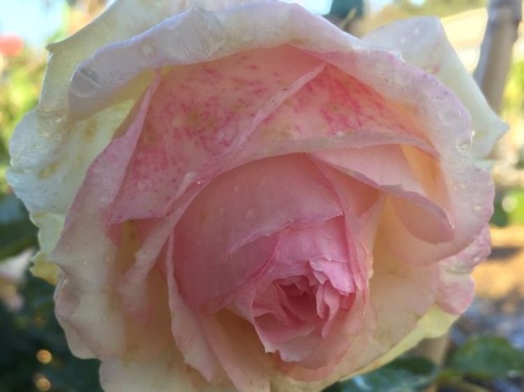 Picture of Rosa Blushing Pierre De Ronsard