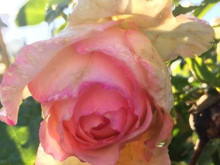 Picture of Rosa Blushing Pierre De Ronsard