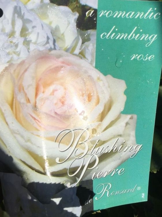Picture of Rosa Blushing Pierre De Ronsard