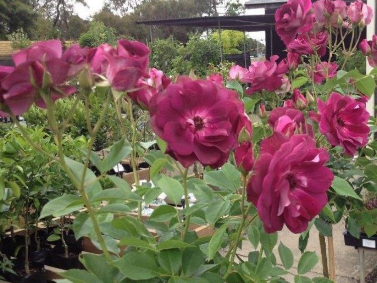 Picture of Rosa Burgundy Iceberg