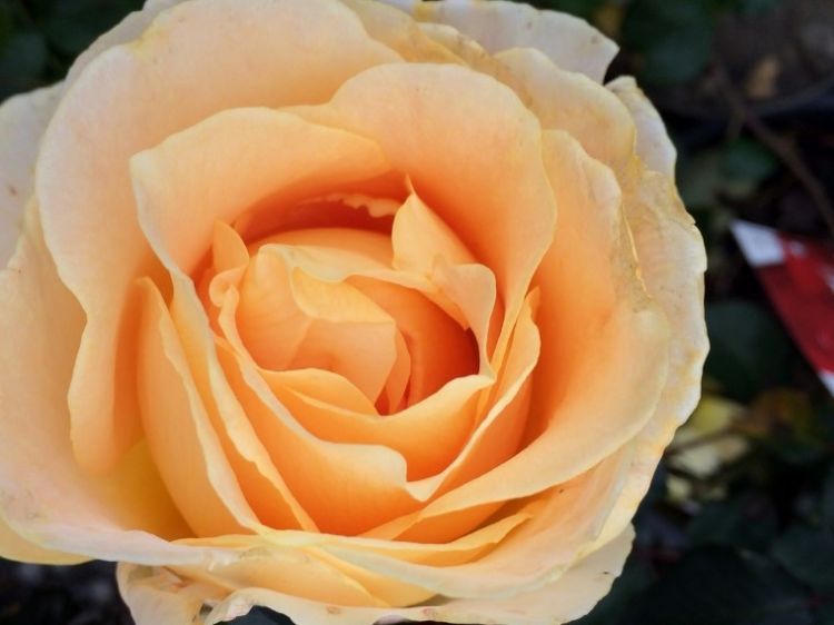 Picture of Rosa Candlelight