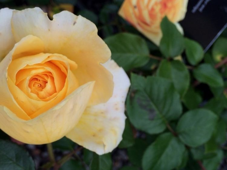 Picture of Rosa Candlelight