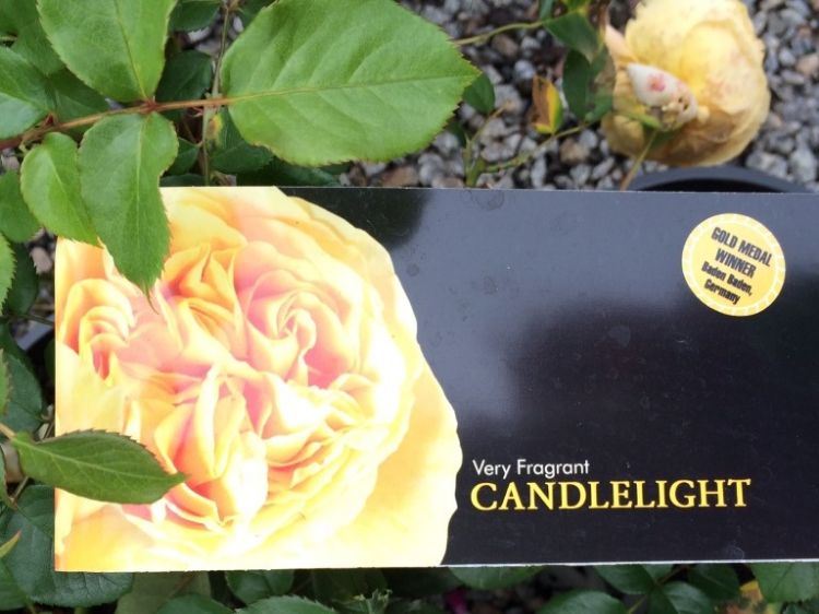 Picture of Rosa Candlelight