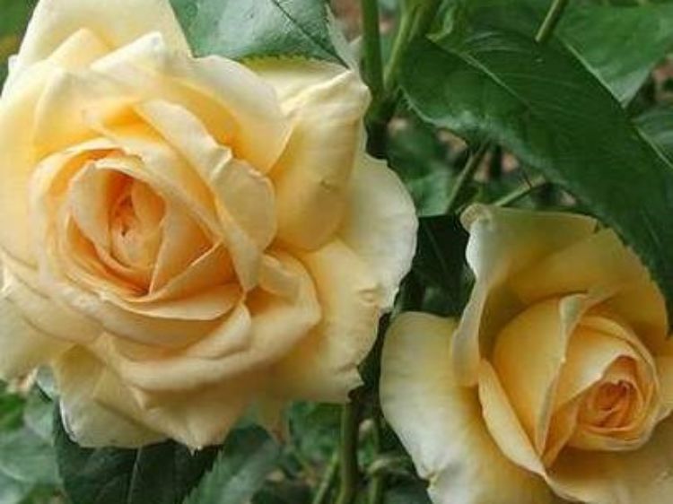 Picture of Rosa Casanova