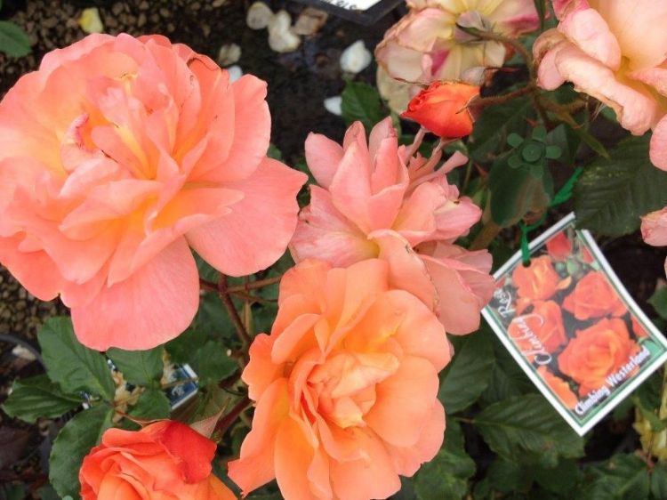 Picture of Rosa Westerland