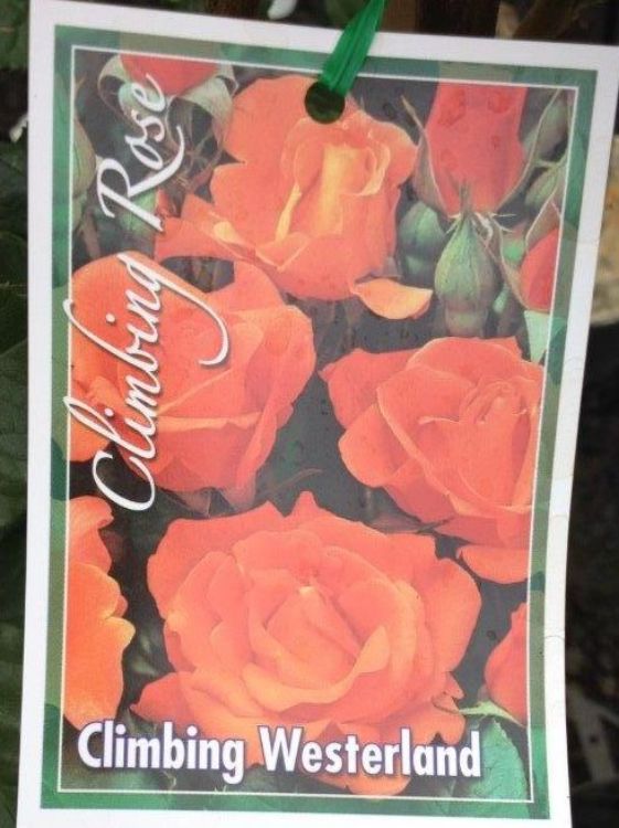 Picture of Rosa Westerland