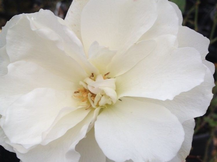 Picture of Rosa Diana Princess Of Wales