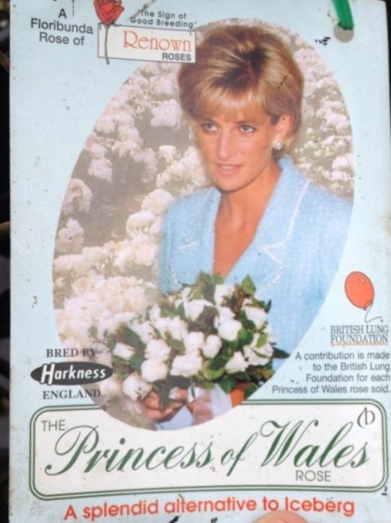 Picture of Rosa Diana Princess Of Wales