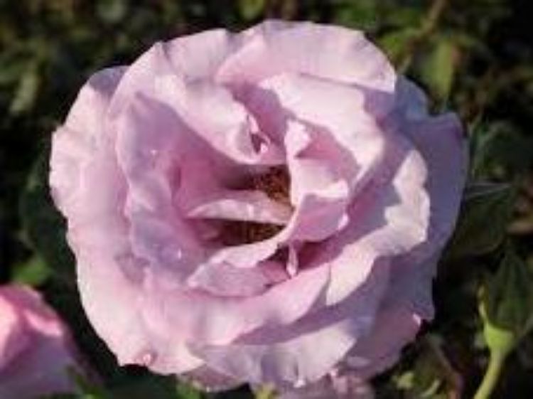 Picture of Rosa Dioressence