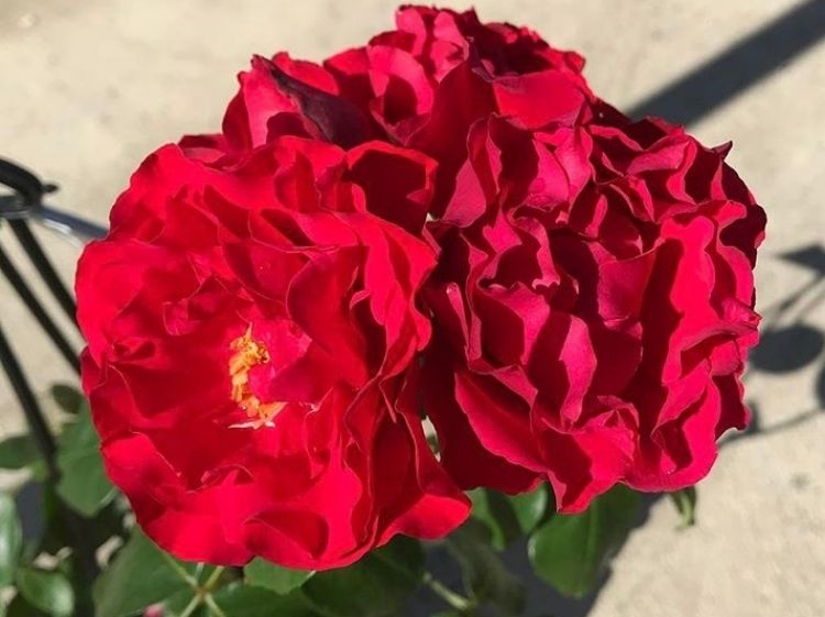 Picture of Rosa Dublin Bay