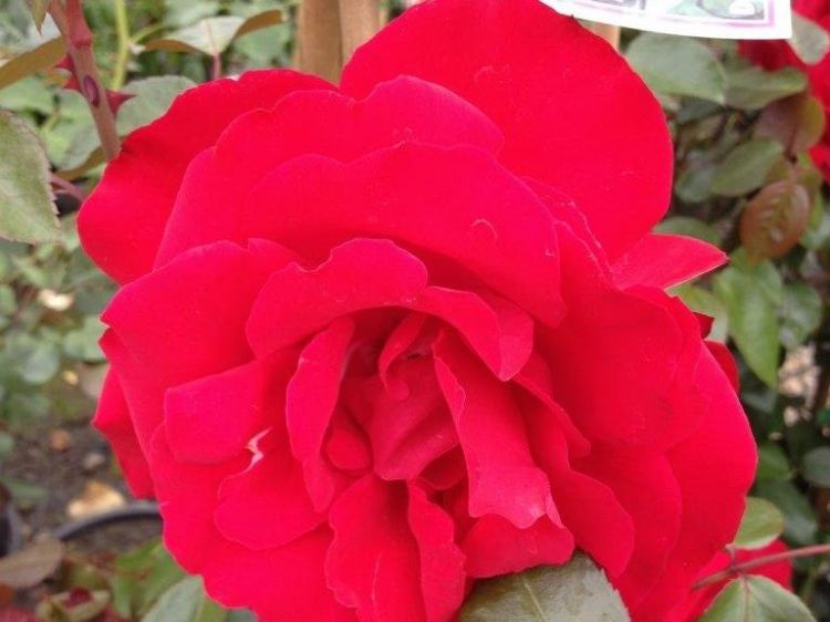 Picture of Rosa Dublin Bay