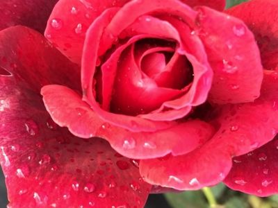 Picture of Rosa Ekstase