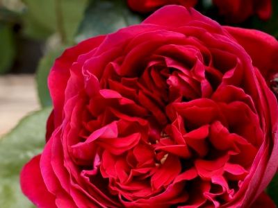 Picture of Rosa Fathers Love