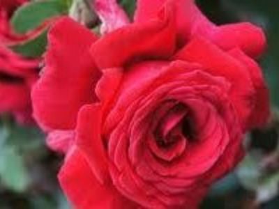 Picture of Rosa Firefighter