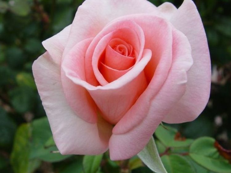 Picture of Rosa Flamingo