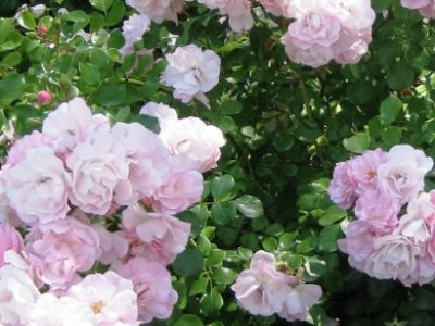 Picture of Rosa Flower Carpet Apple Blossom