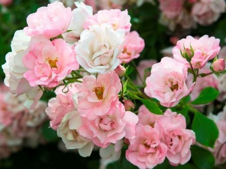 Picture of Rosa Flower Carpet Apple Blossom