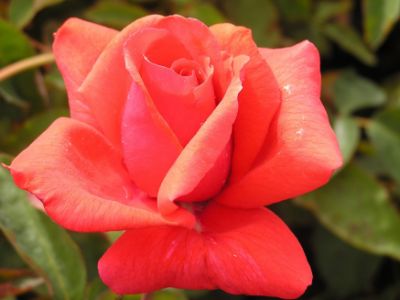 Picture of Rosa Fragrant Cloud