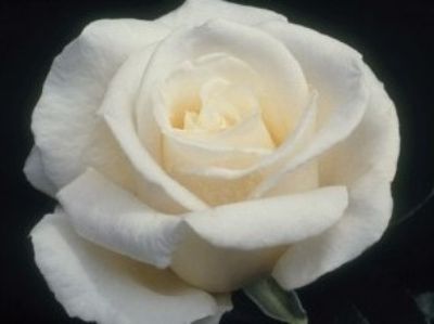 Picture of Rosa Full Sail