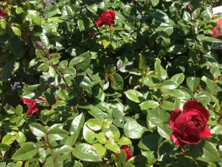 Picture of Rosa Gallipoli Centenary