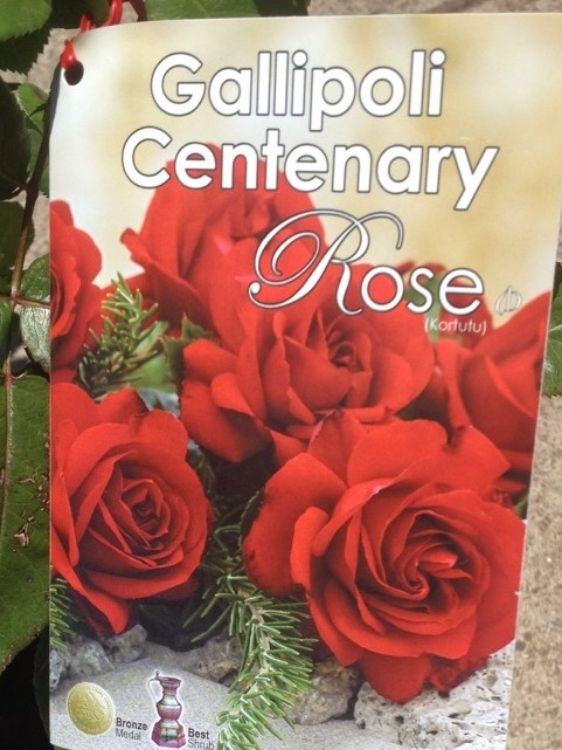 Picture of Rosa Gallipoli Centenary