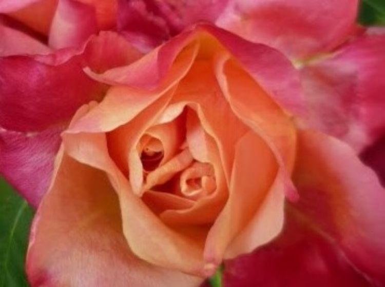 Picture of Rosa General Gallieni