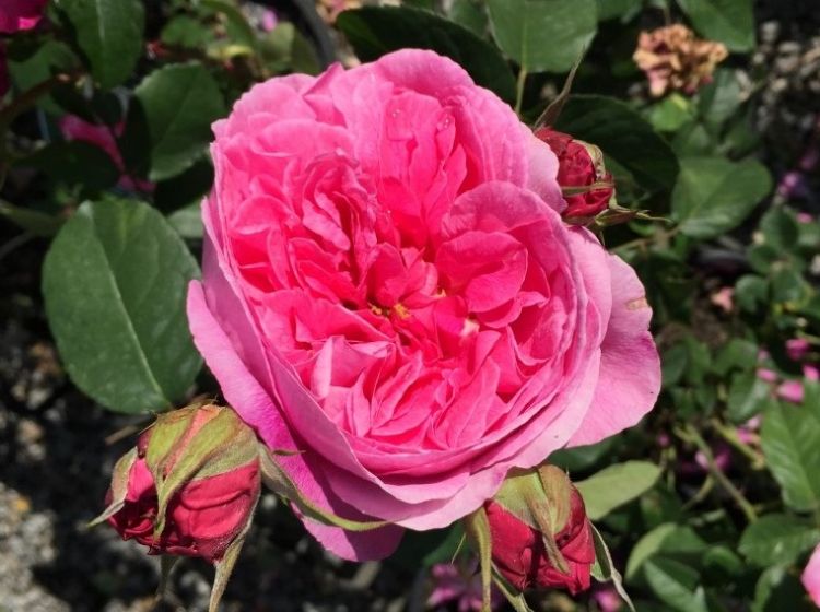 Picture of Rosa Gertrude Jekyll