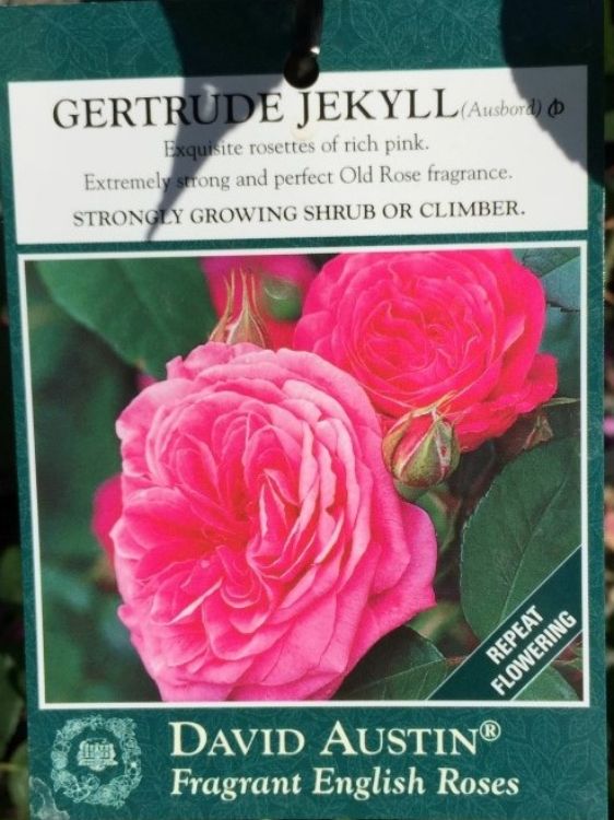 Picture of Rosa Gertrude Jekyll