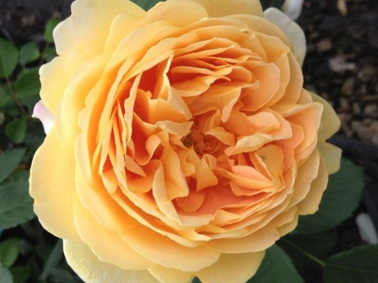 Picture of Rosa Golden Celebration