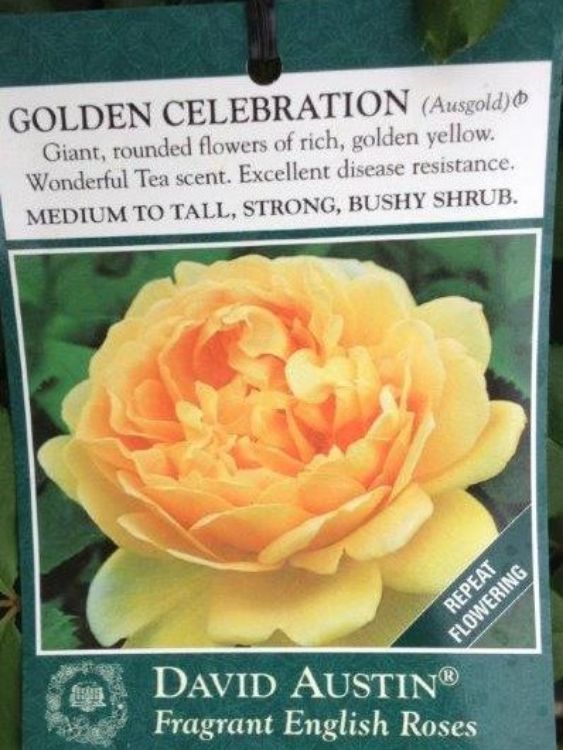 Picture of Rosa Golden Celebration