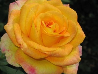 Picture of Rosa Gold Medal