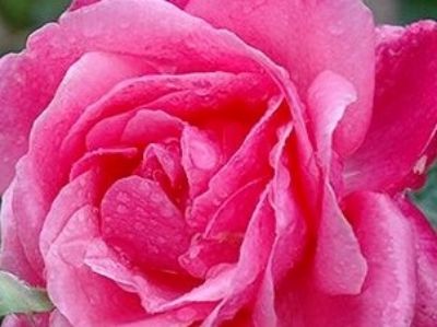 Picture of Rosa Grandmas Rose