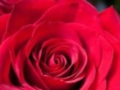 Picture of Rosa Grandpas Rose