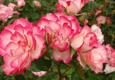 Picture of Rosa Hannah Gordon