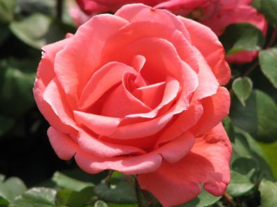Picture of Rosa Harmonie