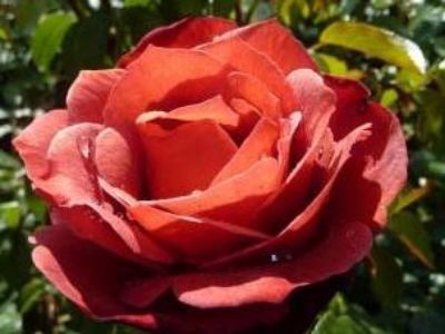 Picture of Rosa Hot Chocolate