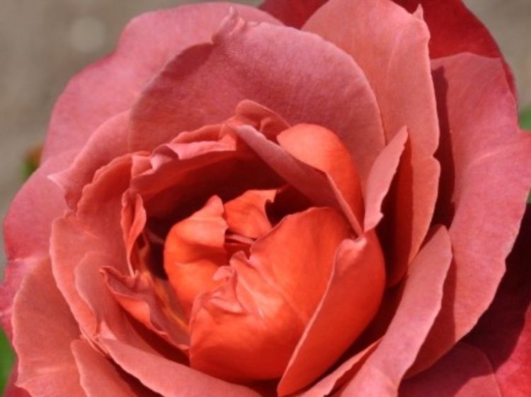 Picture of Rosa Hot Cocoa