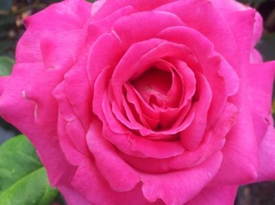 Picture of Rosa In Appreciation