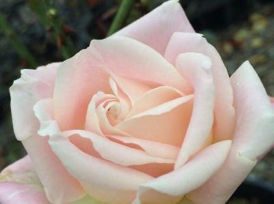 Picture of Rosa Jardins De Bagatelle