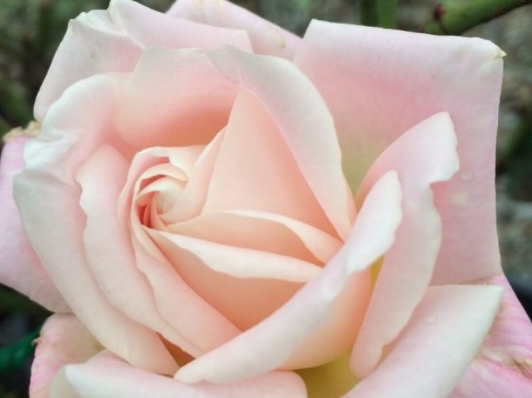 Picture of Rosa Jardins De Bagatelle