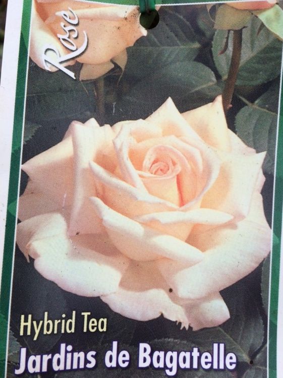 Picture of Rosa Jardins De Bagatelle