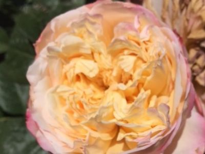 Picture of Rosa Kordes Jubilee