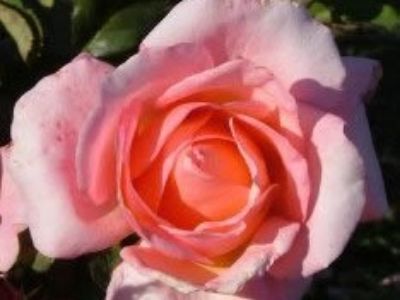 Picture of Rosa Lovely Lady