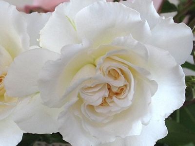 Picture of Rosa Make A Wish Australia