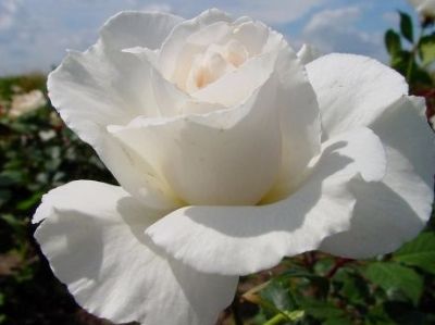 Picture of Rosa Margaret Merril