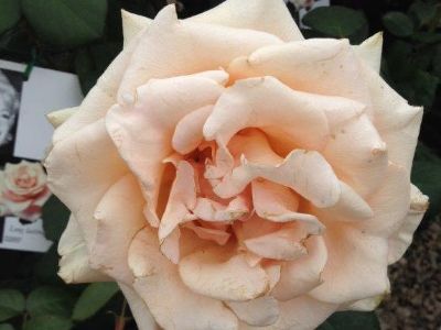 Picture of Rosa Marilyn Monroe