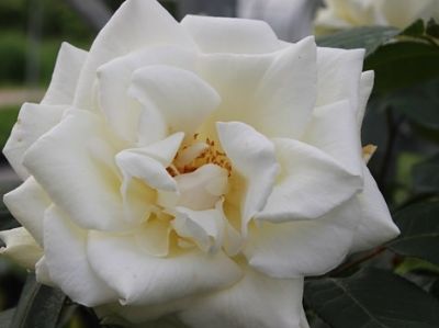 Picture of Rosa Memoire