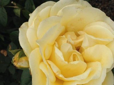 Picture of Rosa Michelangelo