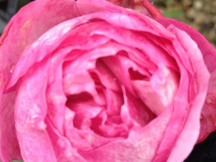 Picture of Rosa My Hero